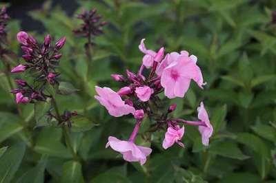 6 x Phlox Herbstwalzer - Vlammende Phlox - Pot van 9 x 9 cm - GRDplanten