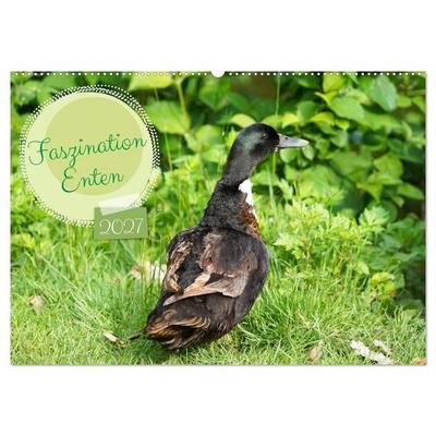Faszination Enten (Wandkalender 2027 DIN A2 quer), CALVENDO Monatskalender