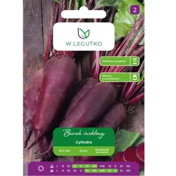 Rote Beete Cylindra – zylindrisch