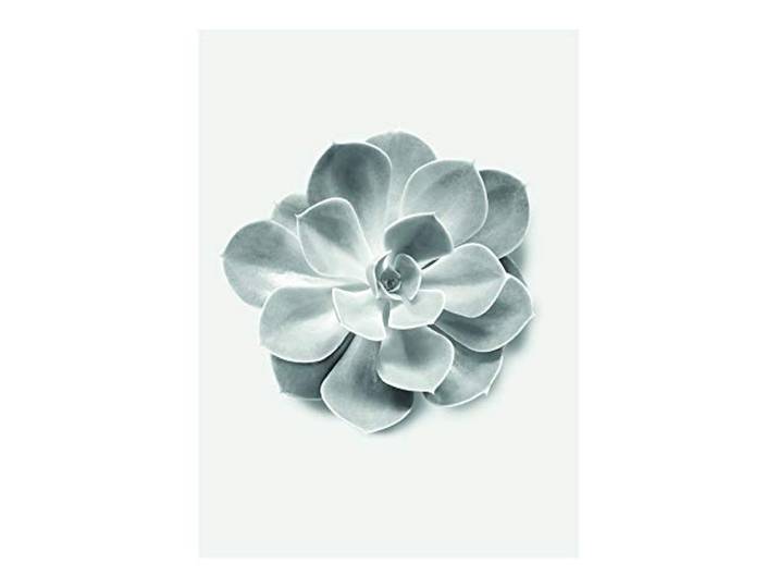 Komar Wandbild Succulent Aeonium Poster, Bild, Wohnzimmer, Schlafzimmer, Dekoration, Kunstdruck ohne Rahmen P049B-30x40 Größe: 30 x 40 cm (Breite x Höhe)