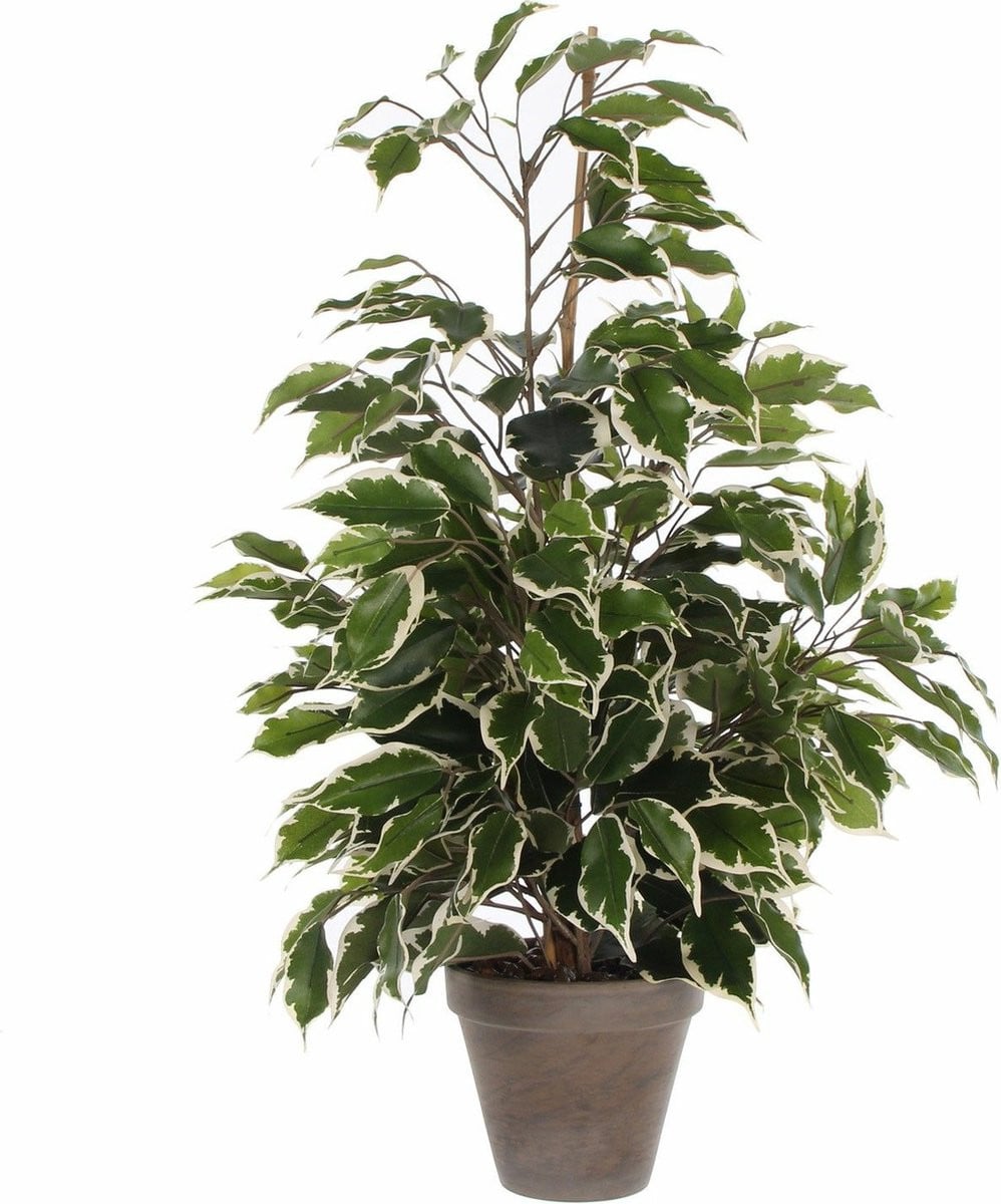 Mica Decorations Kunstplant Ficus - Groen/Wit - Hoogte: 65 cm