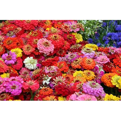 Papermoon "Blumenmeer"
