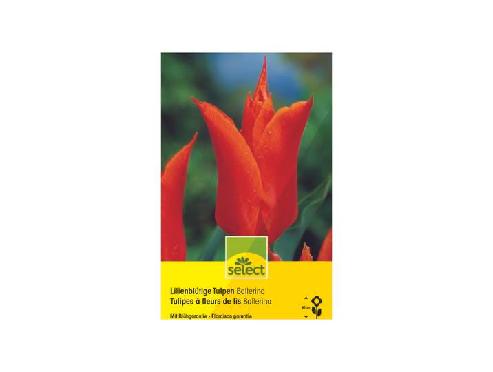 Select Lilienblüt. Tulpen Ballerina