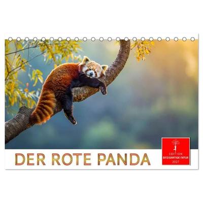 Der Rote Panda (Tischkalender 2027 DIN A5 quer), CALVENDO Monatskalender