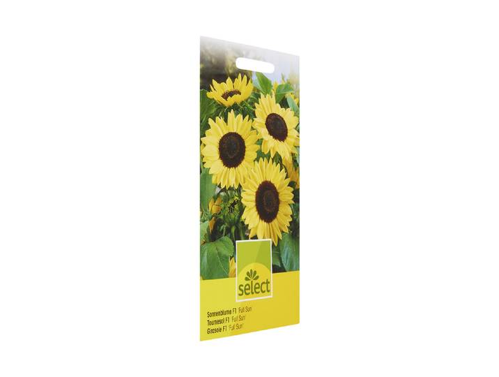 Select Sonnenblume Full Sun