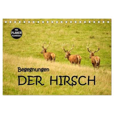 Begegnungen. DER HIRSCH (Tischkalender 2026 DIN A5 quer), CALVENDO Monatskalender