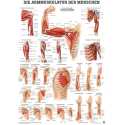 anat. Poster: Die Armmuskulatur des Menschen 50 x 70 cm, laminiert