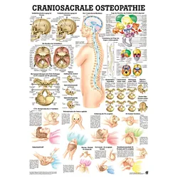 anat. Lehrtafel: Craniosacrale Osteopathie 70 x 100 cm, laminiert