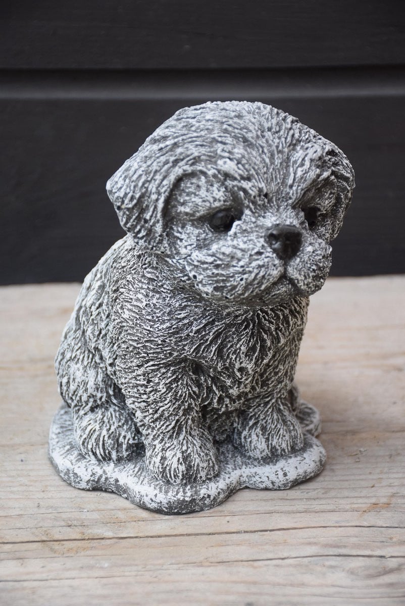 Shih Tzu voor volwassen honden