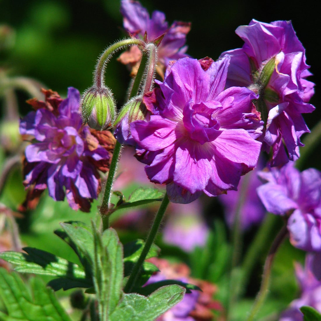 6 x Geranium himalayense Plenum Storksnavel in pot van 9x9 cm van Arborix