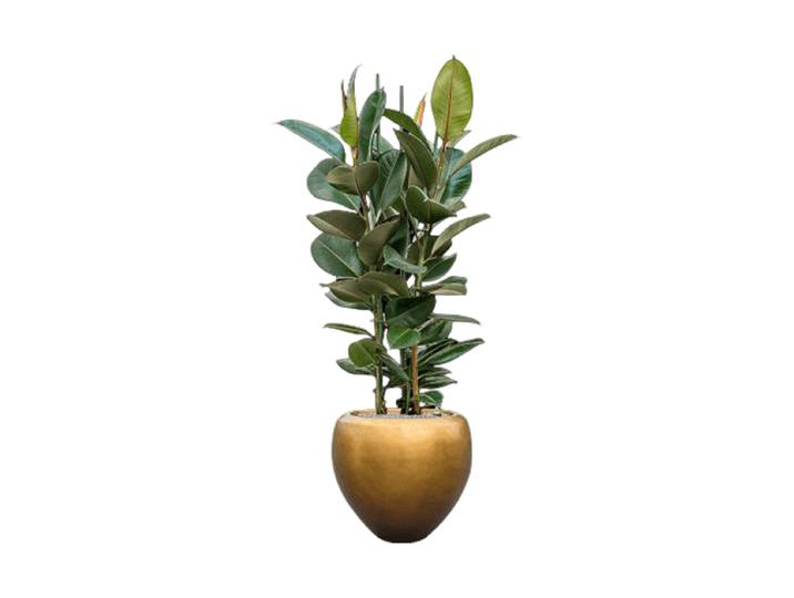 Pflanzen Arrangement „Ficus elastica 'Robusta' Metallic Leaf“ Baq Design