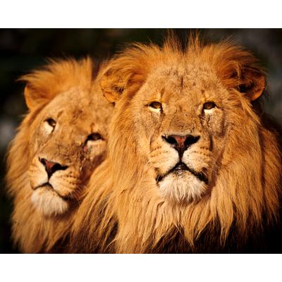 Fototapete PAPERMOON "Male Lions", bunt, B:3,5m L:2,6m, Vlies, Tapeten