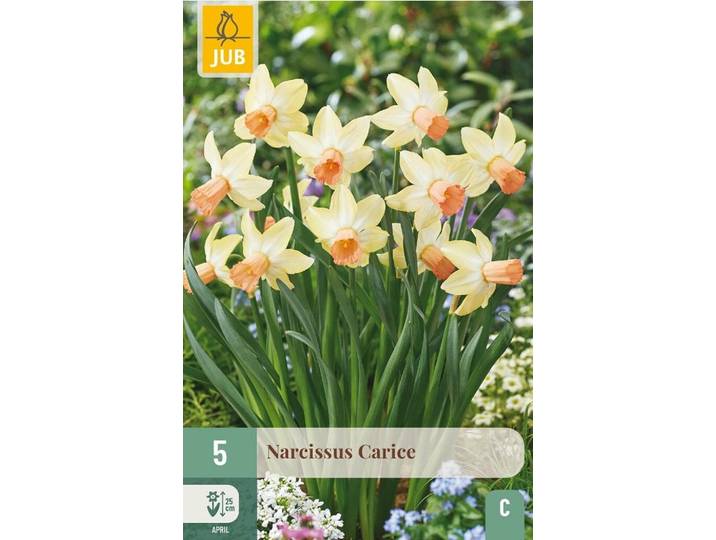 Narcis carice 5 bollen