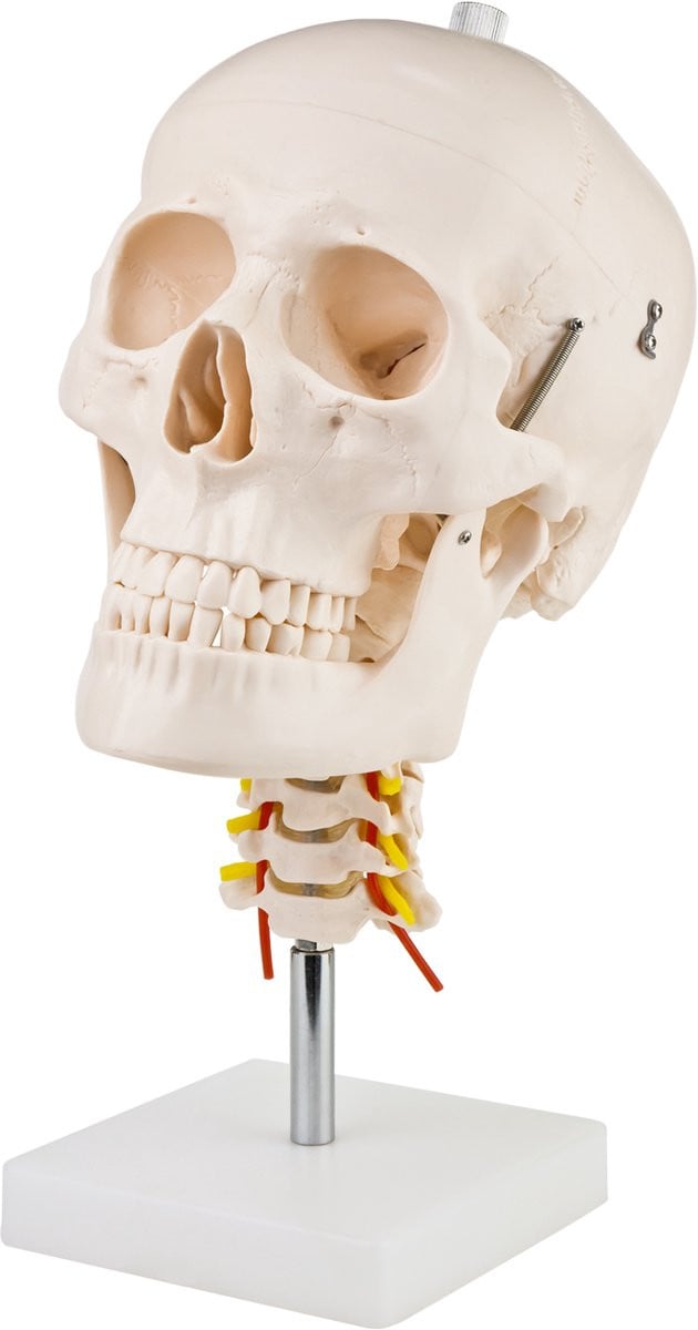 MedMod Anatomisch model van de menselijke schedel en halswervelkolom op standaard voor volwassenen