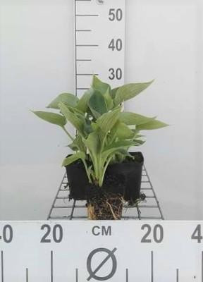 6 x Hosta sieboldii Elegans - Hosta in pot van 9 x 9 cm - GRDplanten