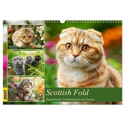 Scottish Fold. Zauberhafte Faltohrkatzen im Garten (Wandkalender 2027 DIN A3 quer), CALVENDO Monatskalender