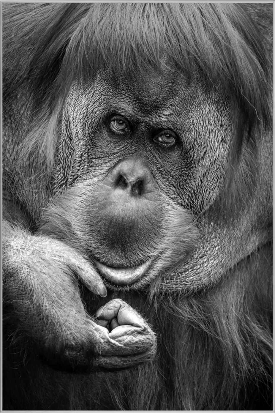 image LAND Orang-Utan