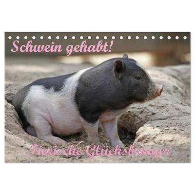 Schwein gehabt! (Tischkalender 2026 DIN A5 quer), CALVENDO Monatskalender