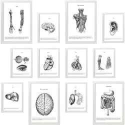 POSTER Set Mit 12 Anatomie Organe A3 Weißer Rahmen