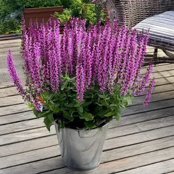 Moossalbei – Salvia nemorosa 'Pink Rianne'