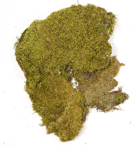 Echte Moosplatten, 100 g