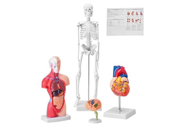 VEVOR 4-delige menselijke anatomiemodellen, model voor menselijk lichaam, volledig skelet, volorganset, hart/hersenen, afneembaar model voor medische studenten, artsen en leraren