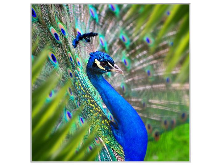 Bild mit Rahmen Eleganter Pfau image LAND