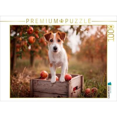 CALVENDO Puzzle Jack Russell Terrier - Kleiner Erntehelfer | 1000 Teile Lege-Größe 64 × 48 cm Foto-Puzzle für glückliche Stunden, von , Calvendo