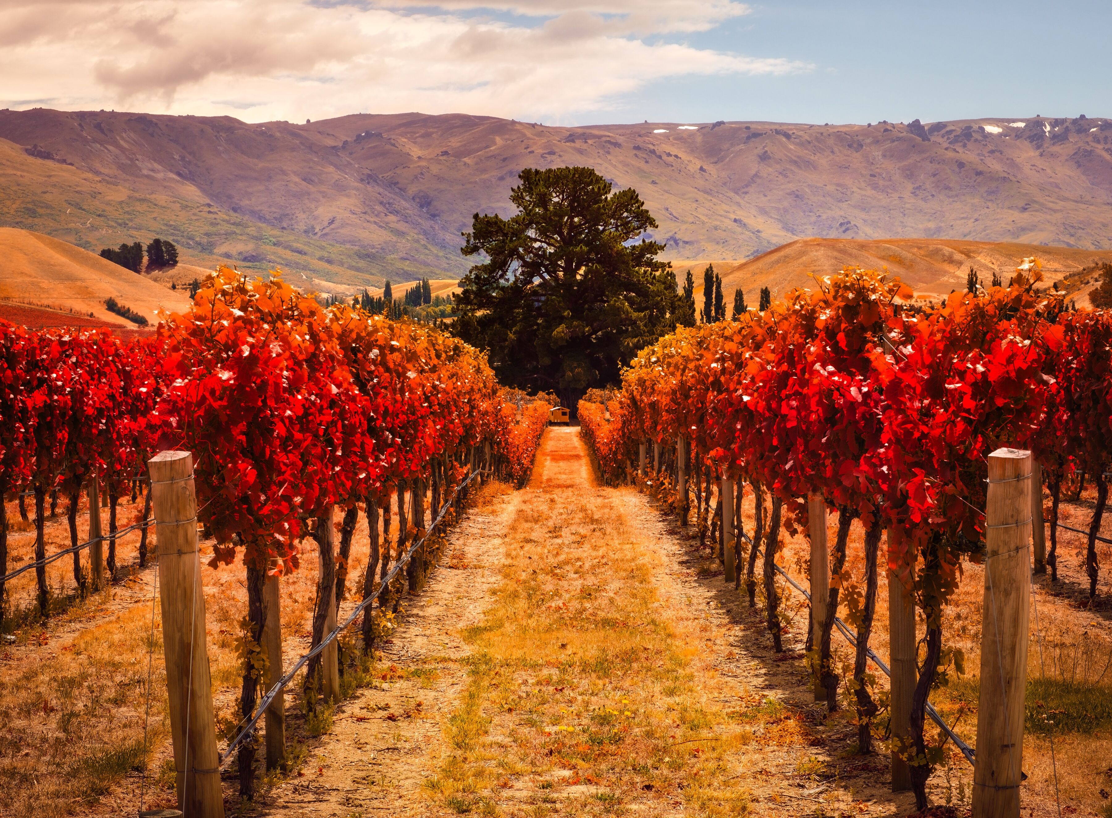 Fototapete PAPERMOON "Autumn Vineyard", bunt, B:3,5m L:2,6m, Vlies, Tapeten, Fototapete bunt B/L: 3,5m x 2,6m, Bahnen: 7 Stk.