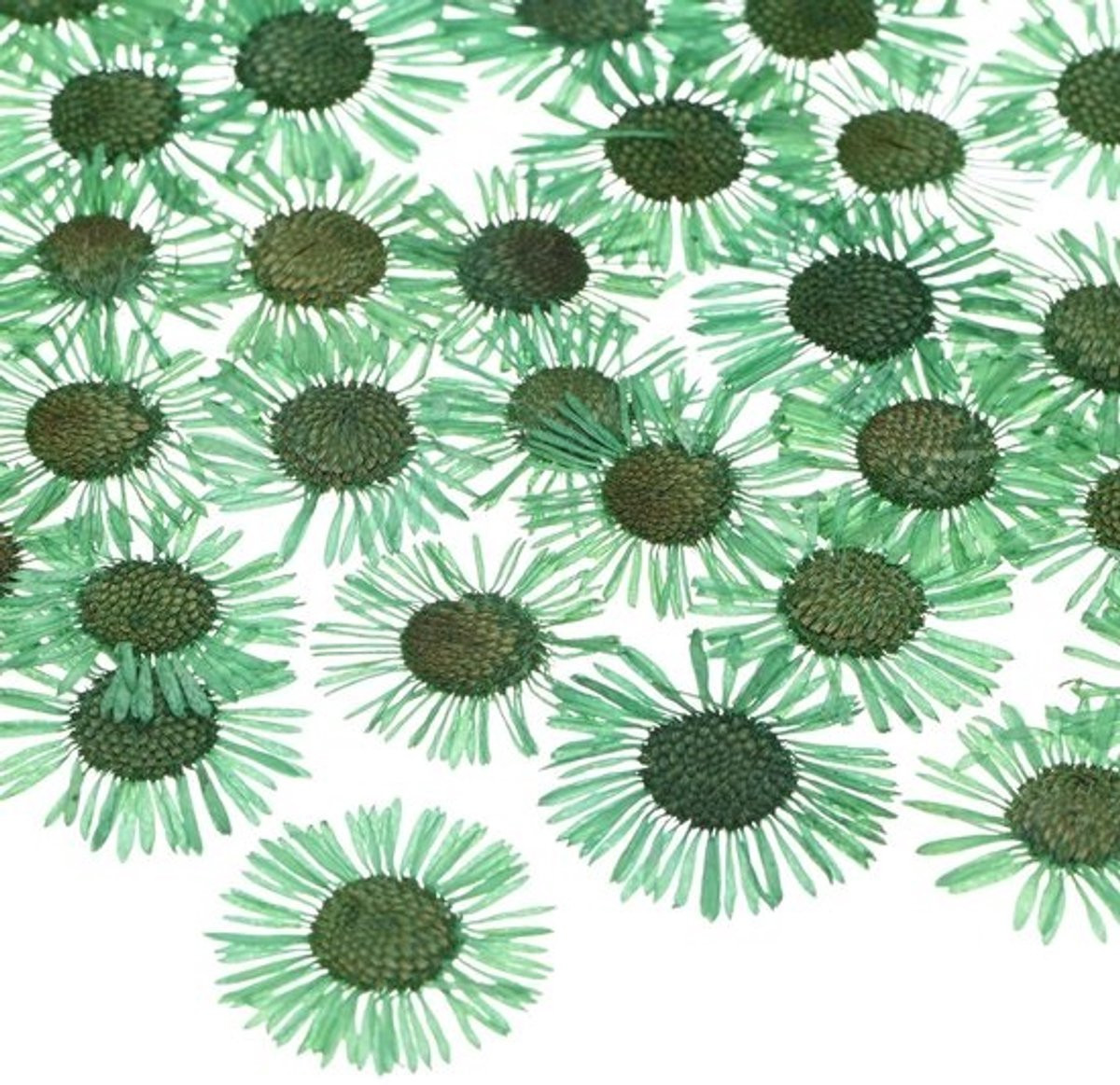Dailygoods 60 stuks gedroogde geperste bloemen voor hars en ambachten, groen