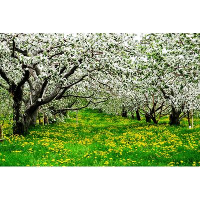Fototapete PAPERMOON "Blumenwiese mit Bäumen", bunt, B:4m L:2,6m, Vlies, Tapeten