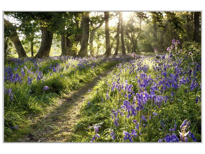 Bild mit Rahmen Wald mit Lavendel 2 image LAND