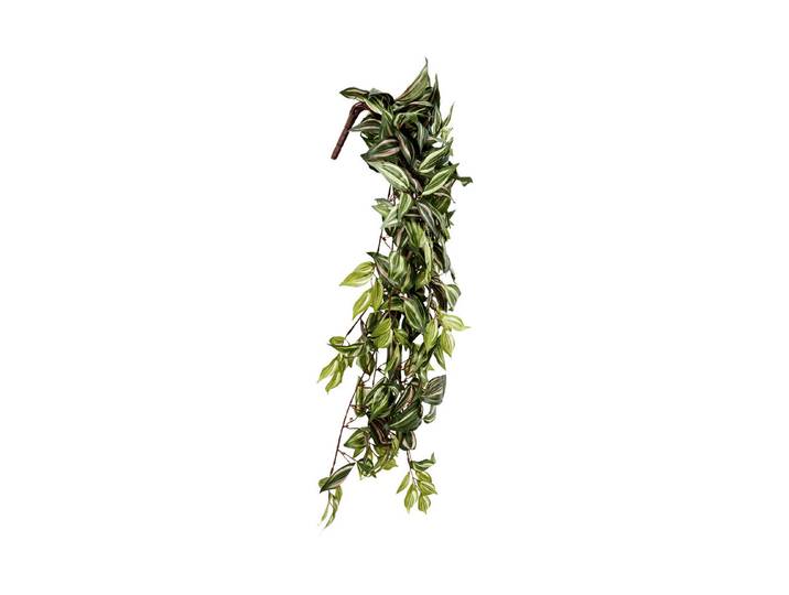 Mica Hängende Tradescantia Grün 80 × 30 × 15 cm