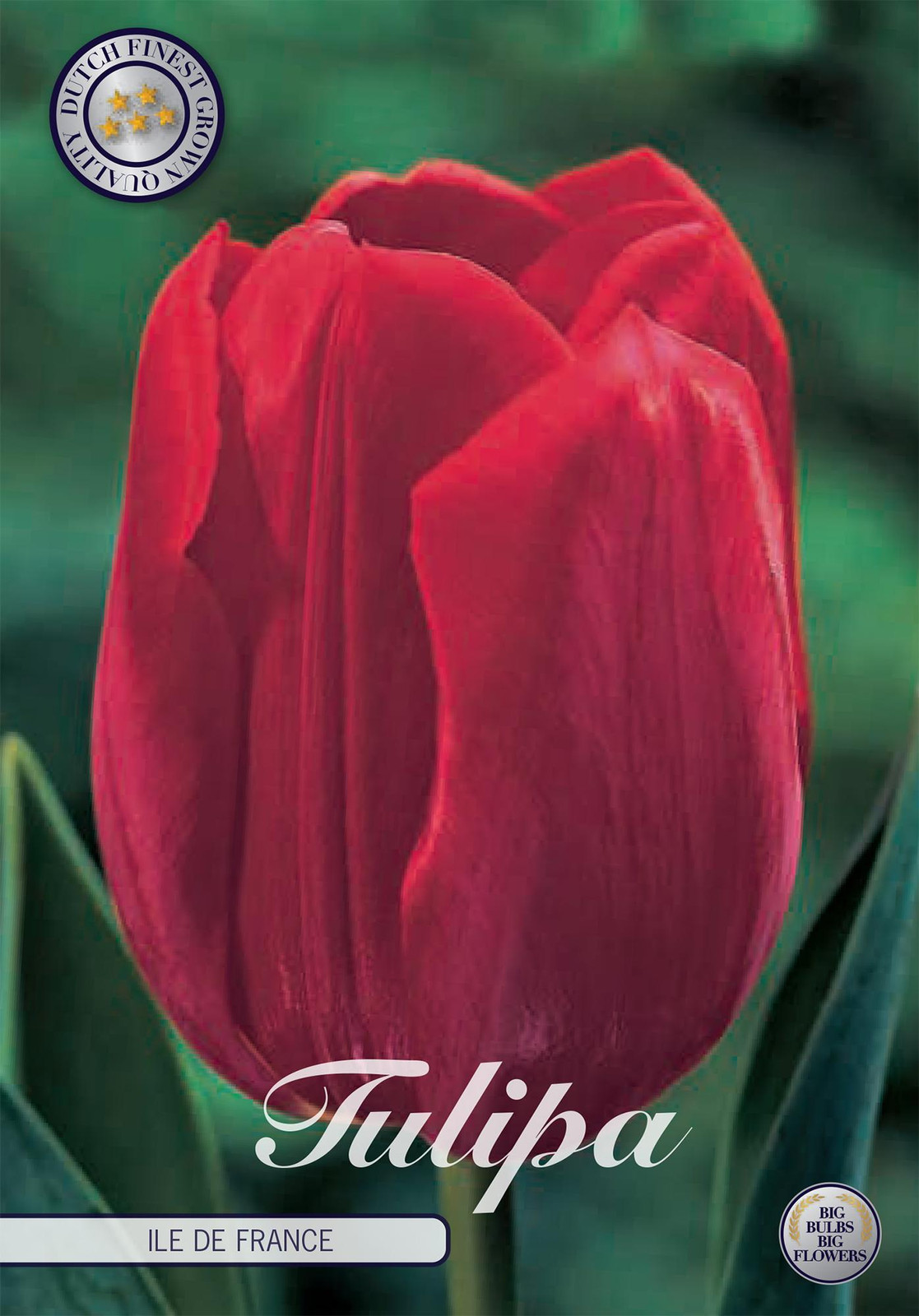 Sam van Schooten Tulpenbollen Ile de France (10 stuks)