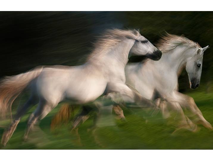 Fototapete PAPERMOON Photo-Art MILAN MALOVRH, GALOPP FÜR ZWEI GALOPP , bunt, B:4,5m L:2,8m, Vlies, Tapeten, Fototapete