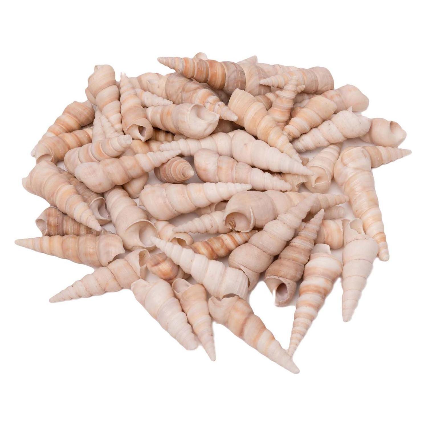 Colorations Colorationen - Muscheln Turritella, 550g (55623536)
