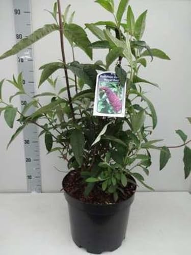 Buddleja dav. 'Summer Bird Midnight Blue' - Vlinderstruik in pot, 30-40 cm
