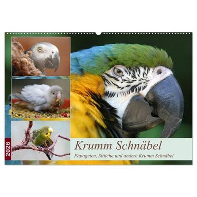 Krumm Schnäbel - Papageien, Sittiche und andere Krumm Schnäbel (Wandkalender 2026 DIN A2 quer), CALVENDO Monatskalender