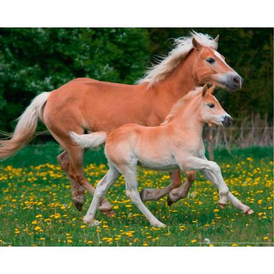 Fototapete PAPERMOON "Horses", bunt, B:2,5m L:1,86m, Vlies, Tapeten