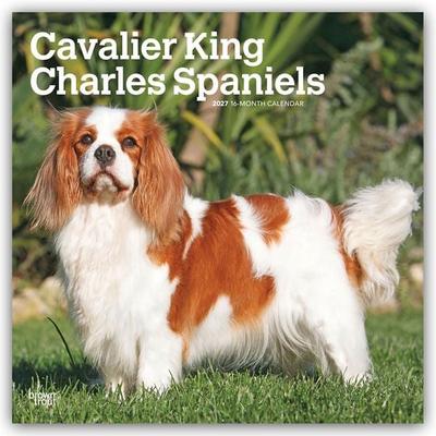 Cavalier King Charles Spaniels 2027 – 16-Monatskalender