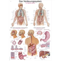 Lehrtafel Das Verdauungssystem 70x100cm