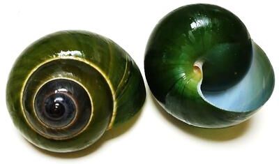 Uplift Treasures Natural Green Jade Snail Shell Aquarium Ornament Natural Green Jade Snail Shell Aquarium Ornament