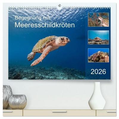 Begegnung mit Meeresschildkröten (hochwertiger Premium Wandkalender 2026 DIN A2 quer), Kunstdruck in Hochglanz