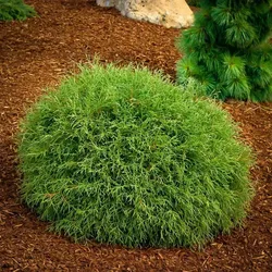 Thuja/Westliche Thuja – Thuja occidentalis 'Mr. Bowling Ball'