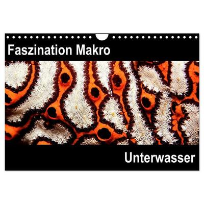 Faszination Makro Unterwasser (Wandkalender 2026 DIN A4 quer), CALVENDO Monatskalender