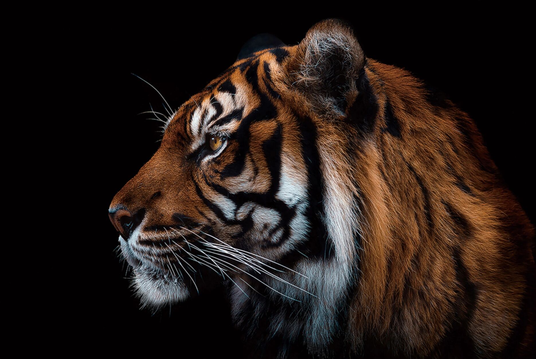 image LAND Sibirischer Tiger