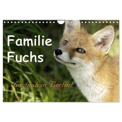 Familie Fuchs hautnah in Berlin (Wandkalender 2026 DIN A4 quer), CALVENDO Monatskalender