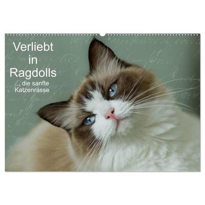 Verliebt in Ragdolls... die sanfte Katzenrasse (Wandkalender 2027 DIN A2 quer), CALVENDO Monatskalender