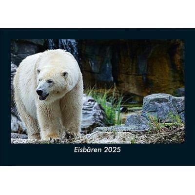 Eisbären 2025 Fotokalender DIN A5