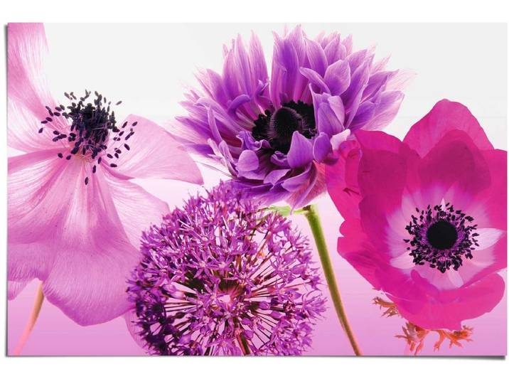 Poster Bloemen - 61 x 91\,5 - Papier - REINDERS